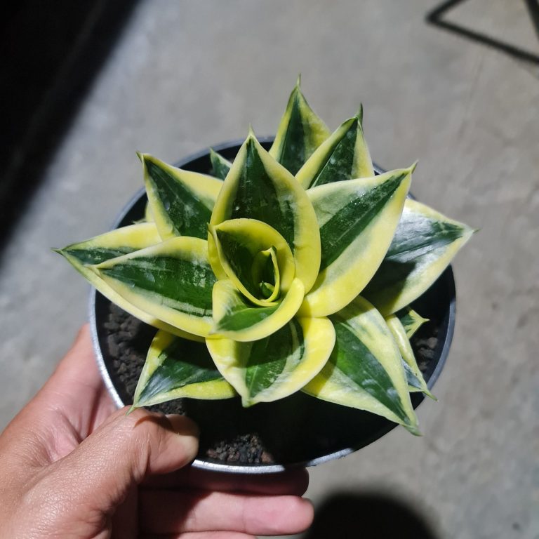 1501. Sansevieria Mutation Gild Edge