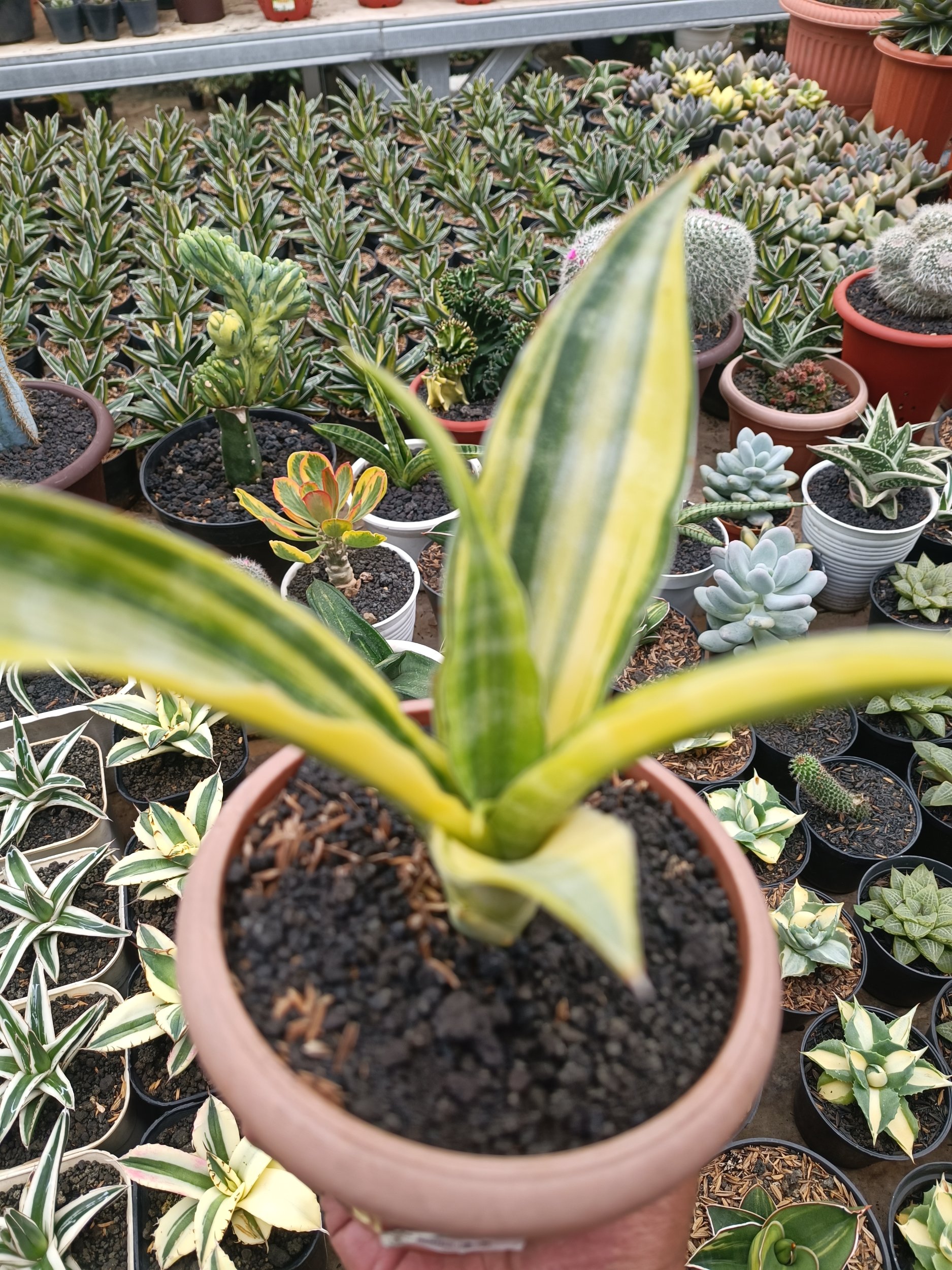 1748. Sansevieria Nalika Variegated - Image 2