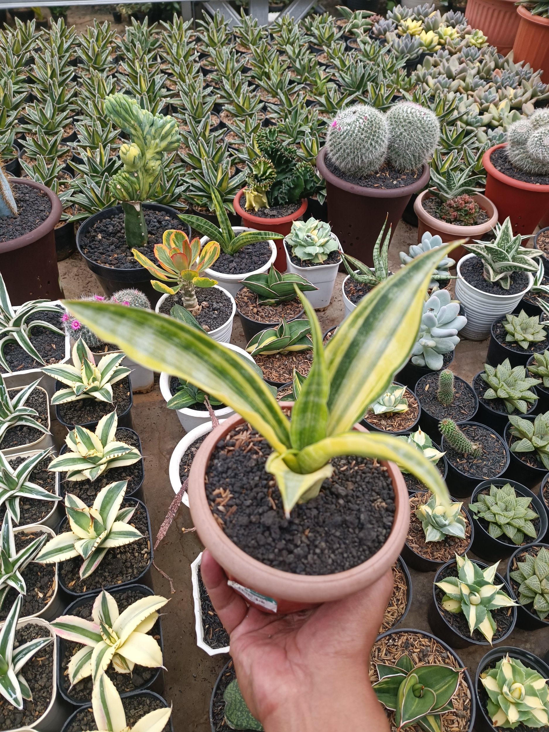 1748. Sansevieria Nalika Variegated - Image 3
