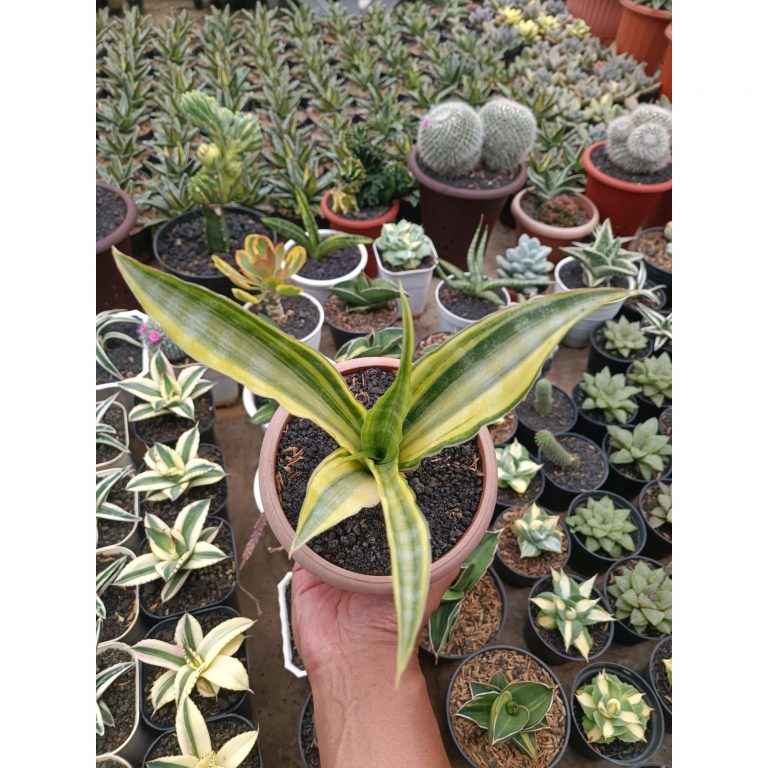1748. Sansevieria Nalika Variegated