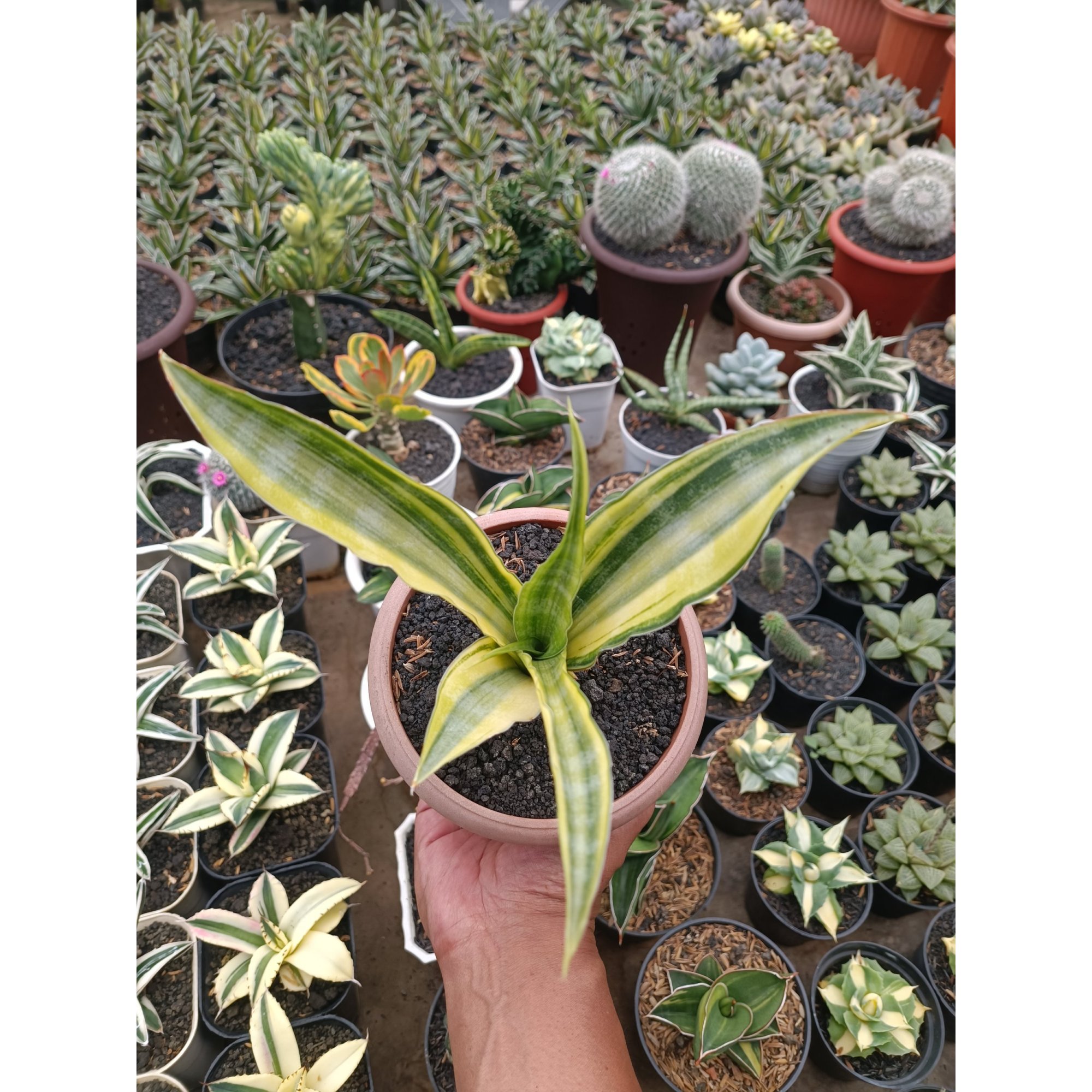 1748. Sansevieria Nalika Variegated