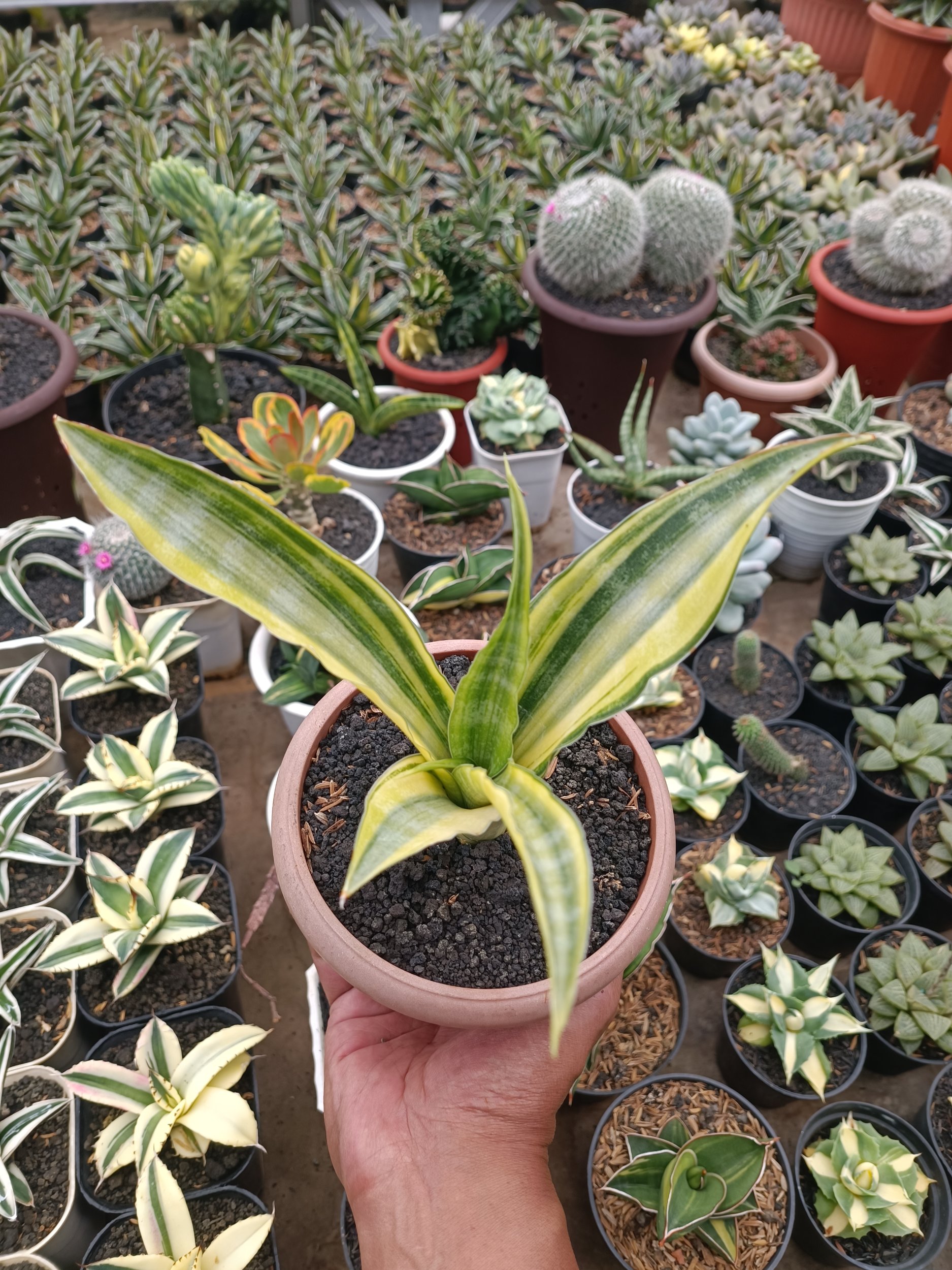 1748. Sansevieria Nalika Variegated - Image 4