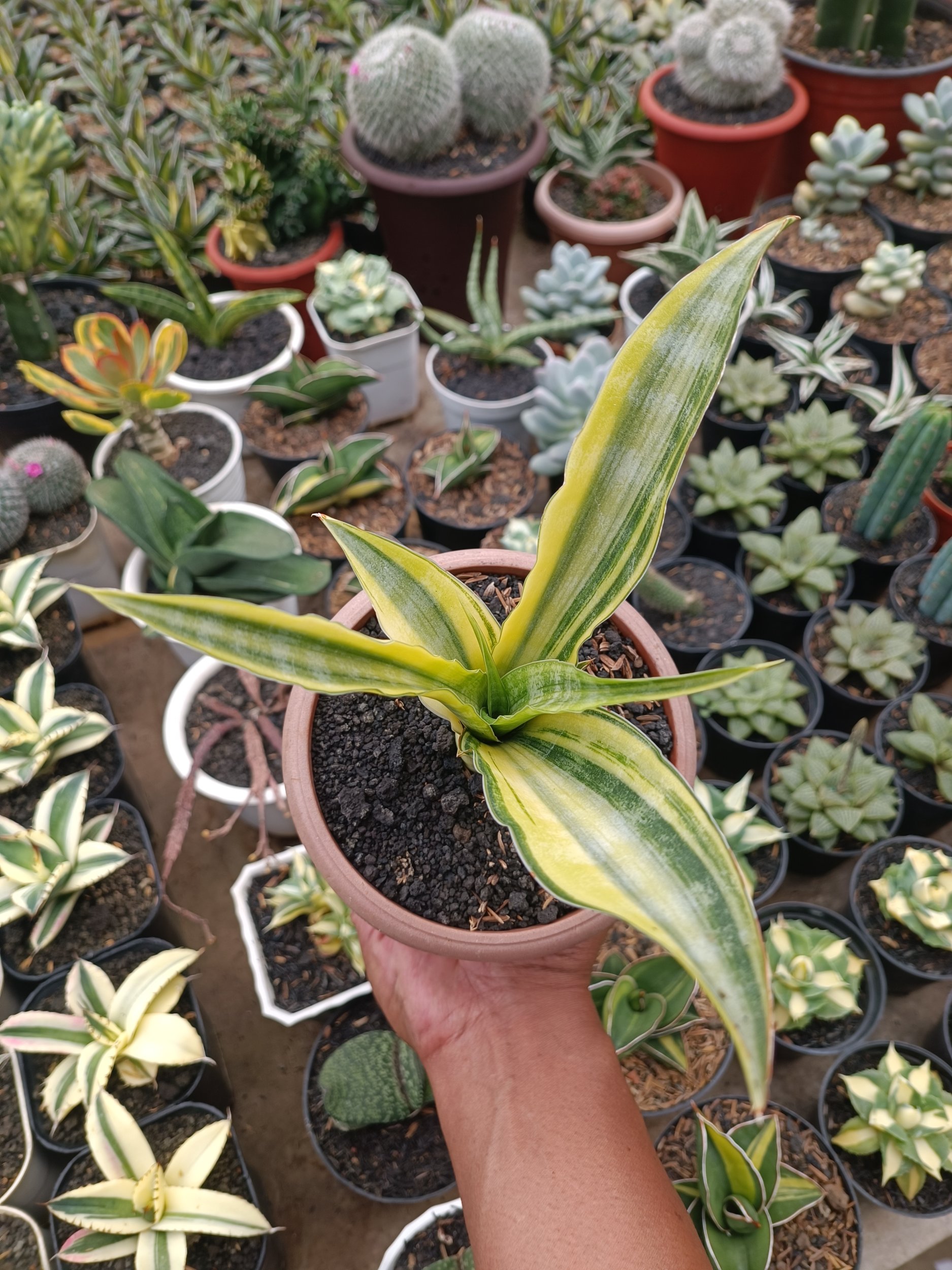 1748. Sansevieria Nalika Variegated - Image 5