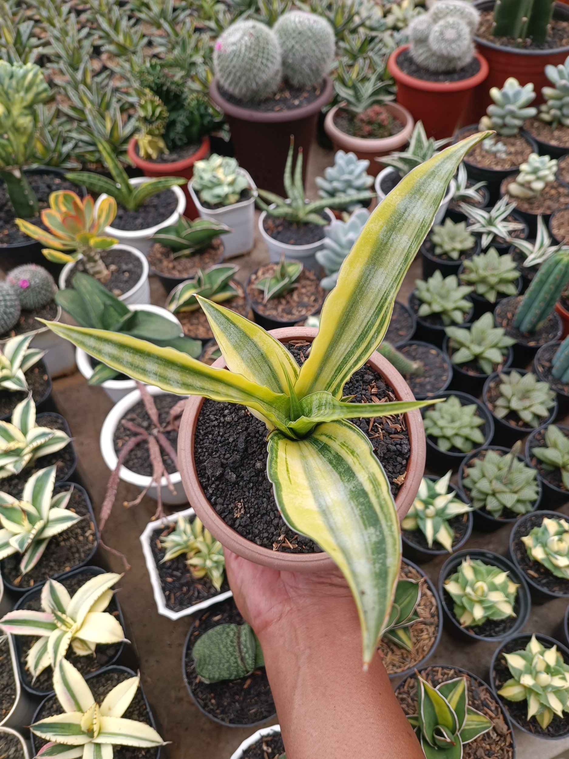 1748. Sansevieria Nalika Variegated - Image 6