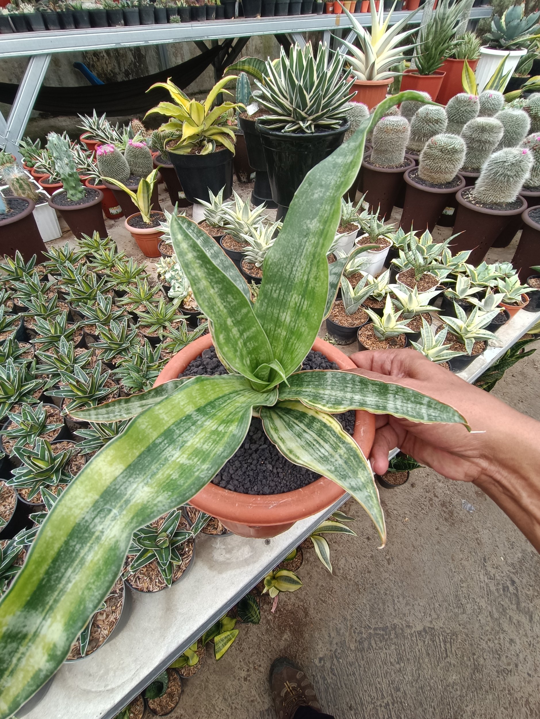 1750. Sansevieria Nalika Variegated - Image 2