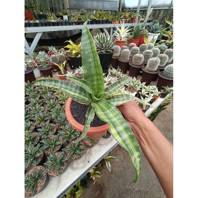 1750. Sansevieria Nalika Variegated