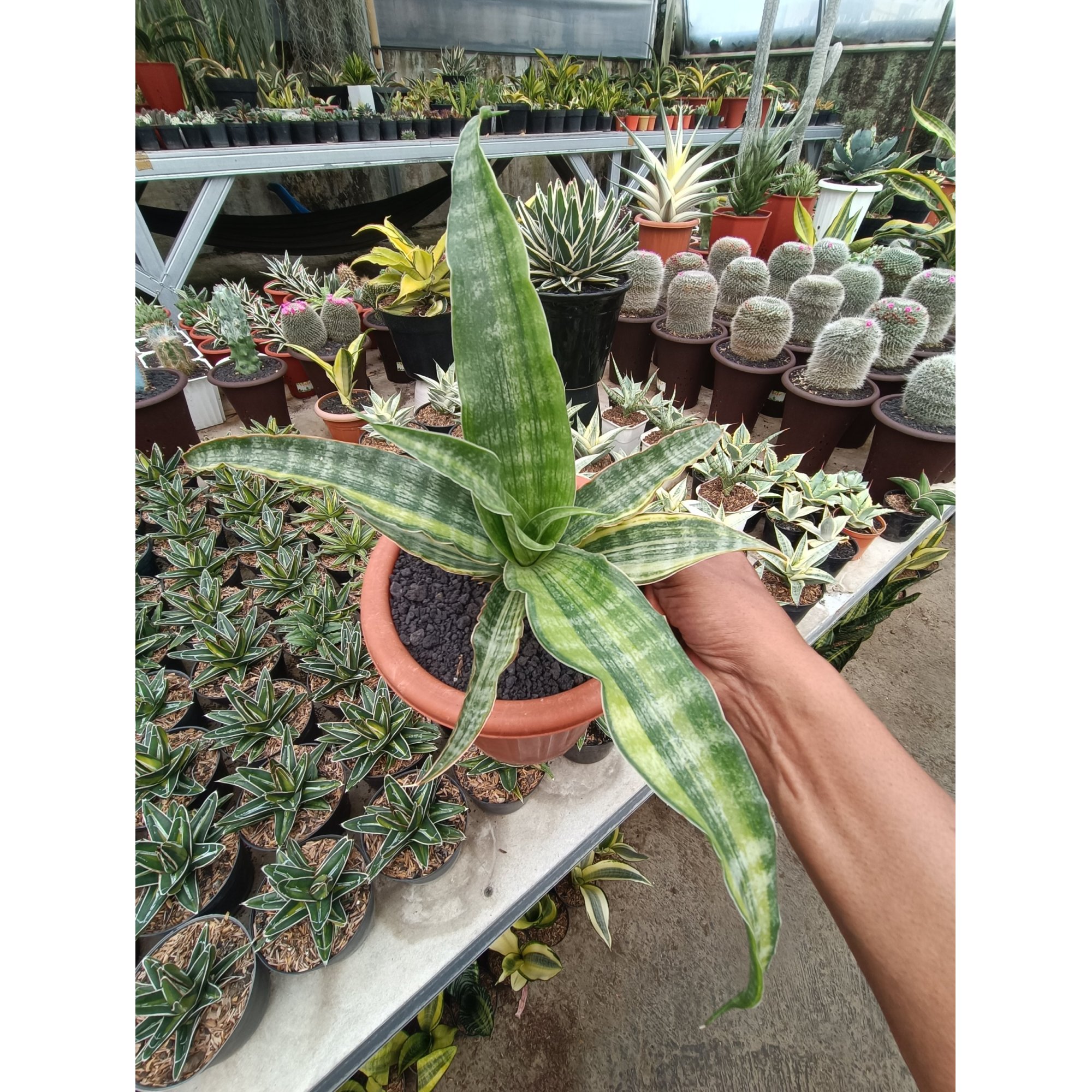 1750. Sansevieria Nalika Variegated