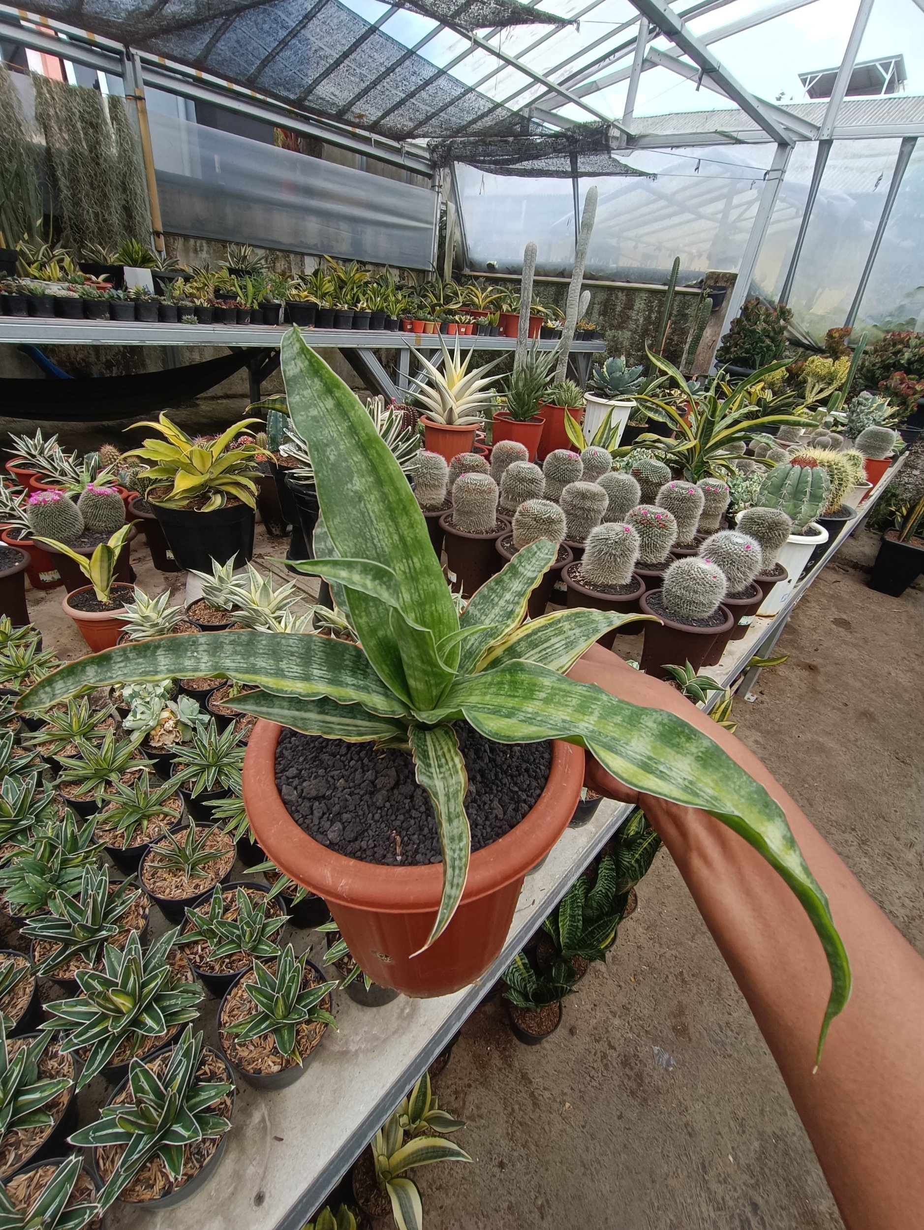 1750. Sansevieria Nalika Variegated - Image 3