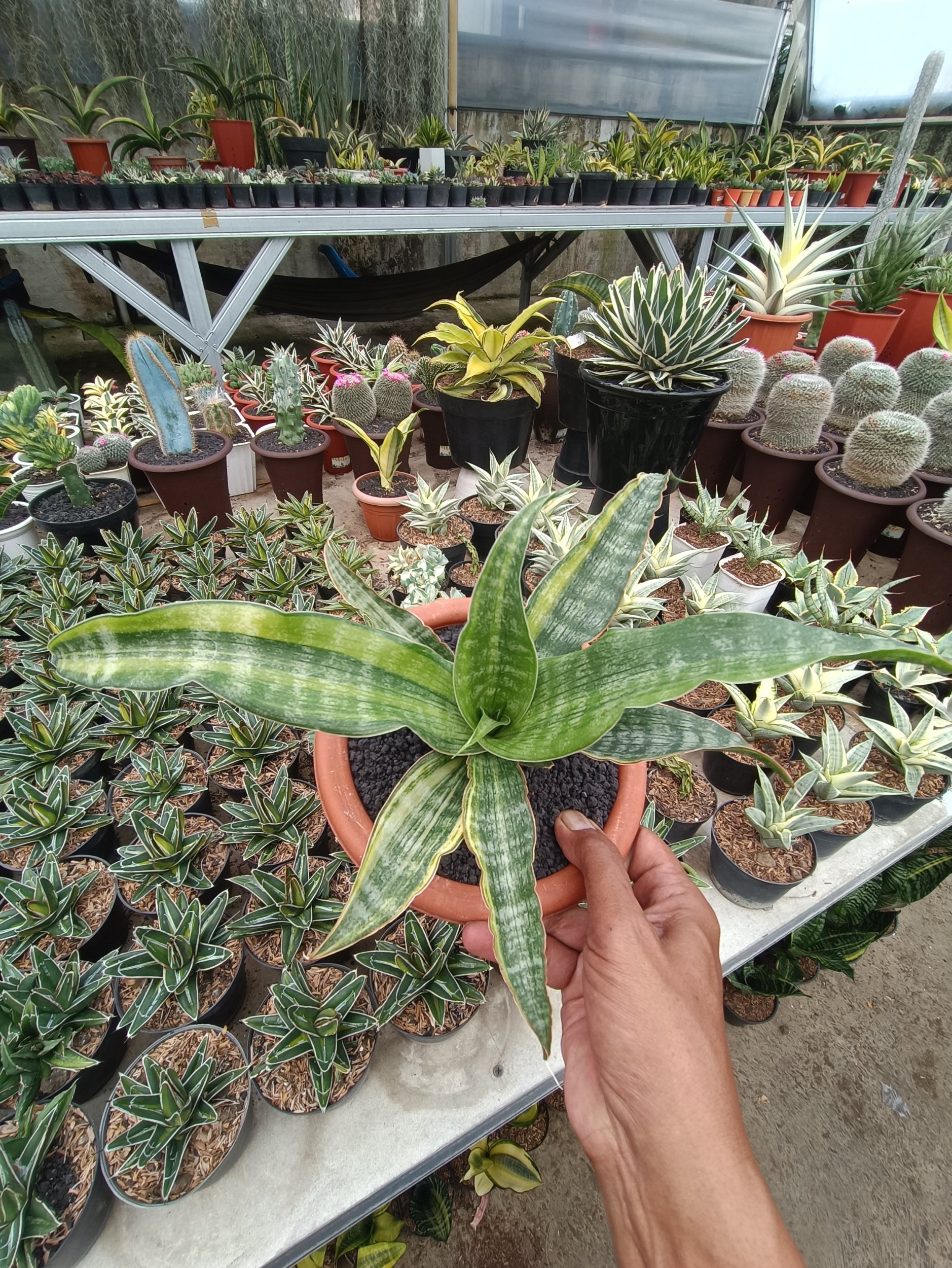 1750. Sansevieria Nalika Variegated - Image 4