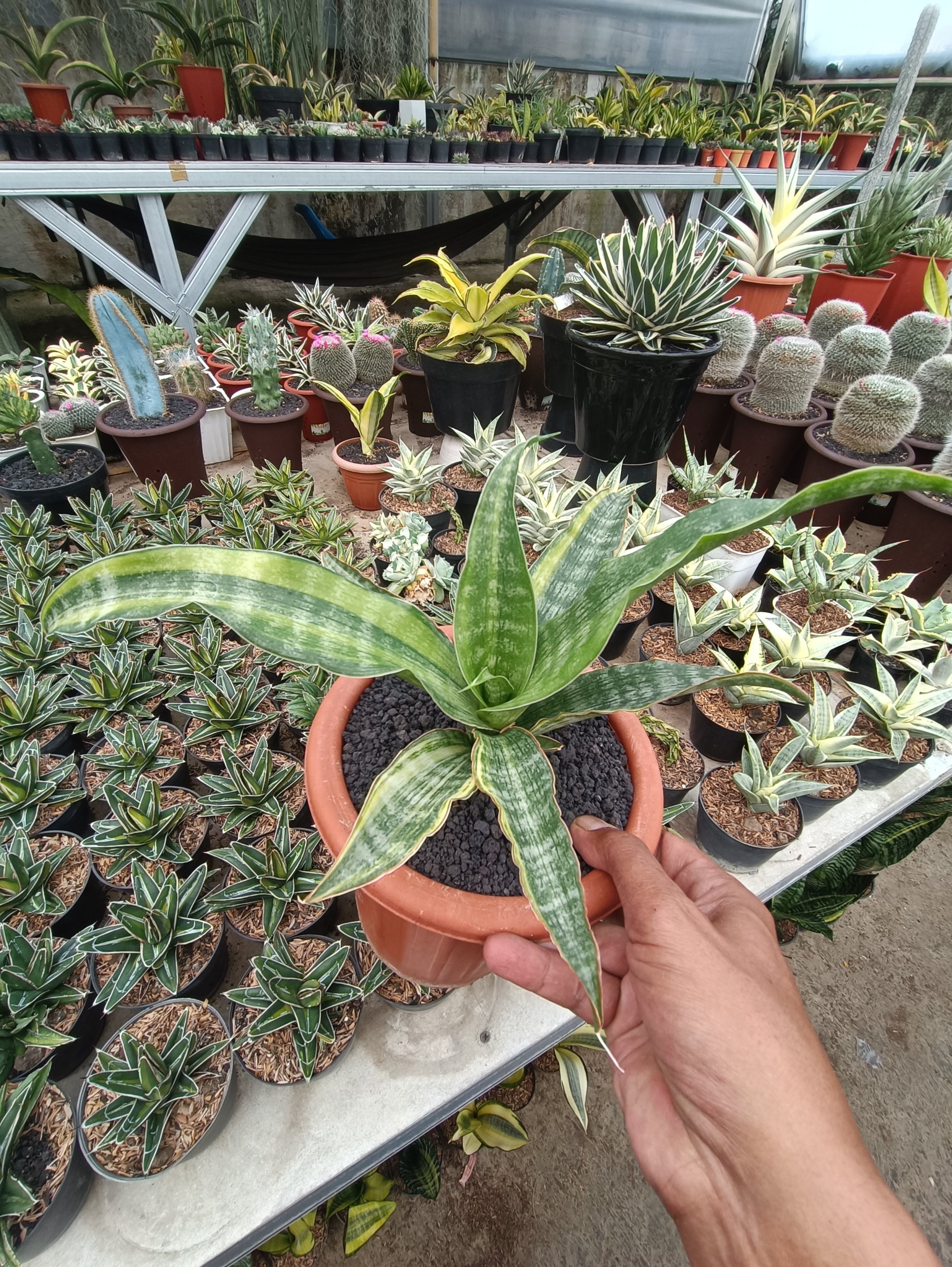 1750. Sansevieria Nalika Variegated - Image 5
