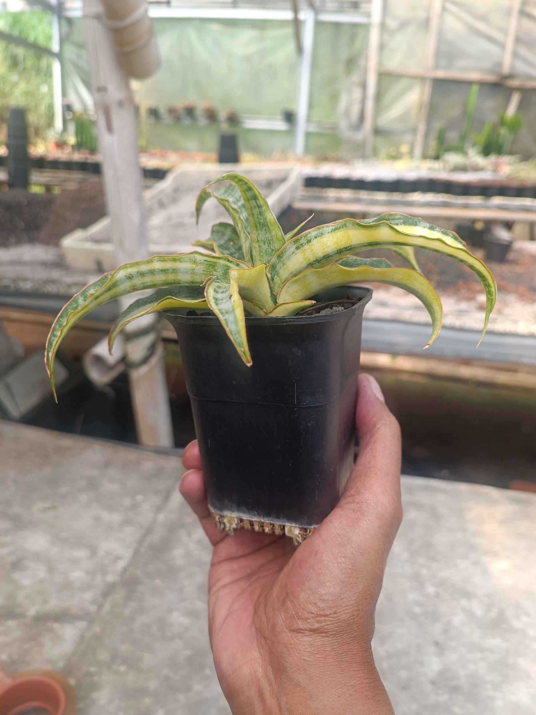 2261. Sansevieria Nalika Variegated size 20 cm - Image 2