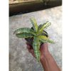 2261. Sansevieria Nalika Variegated size 20 cm