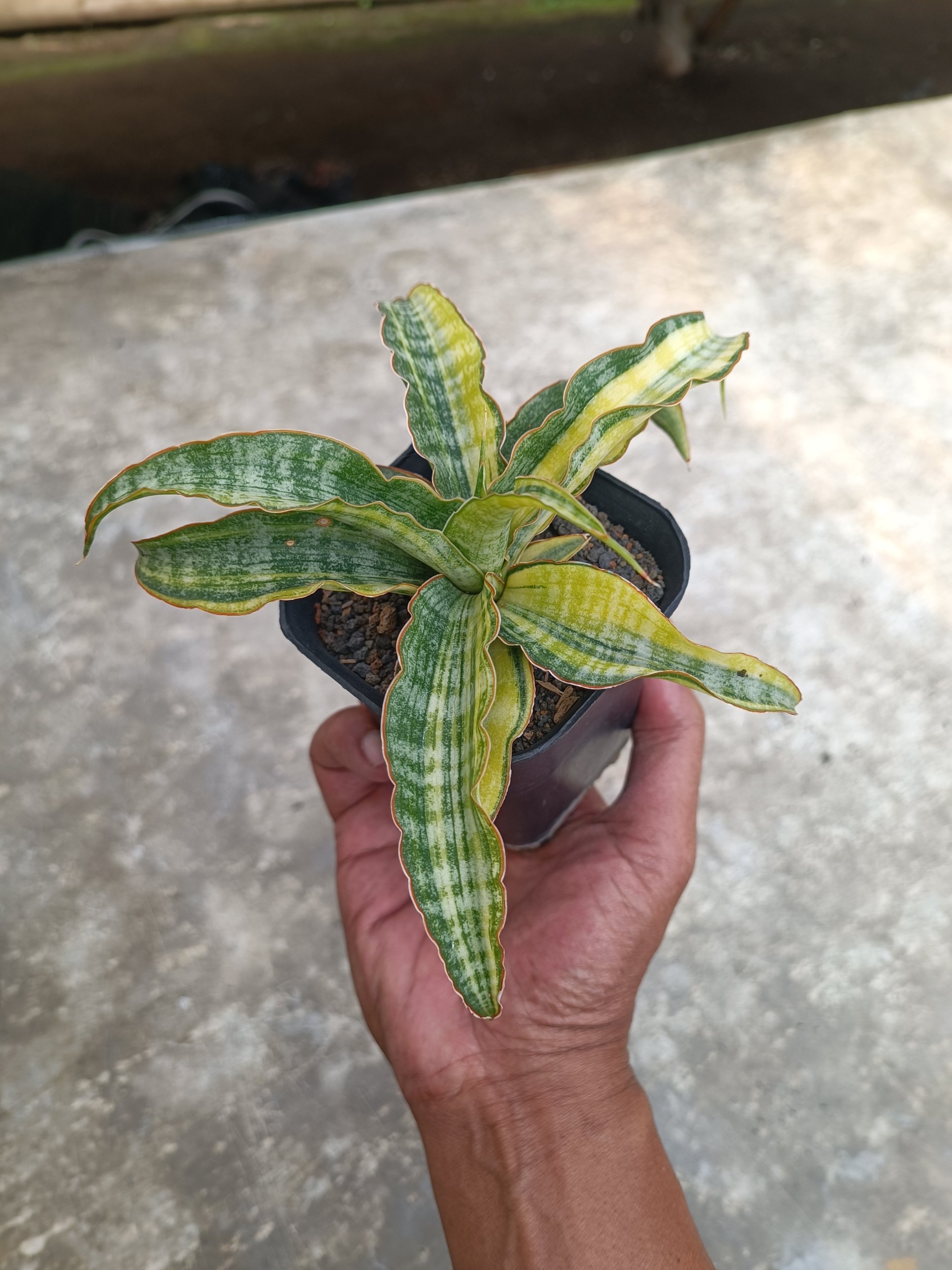 2261. Sansevieria Nalika Variegated size 20 cm - Image 4