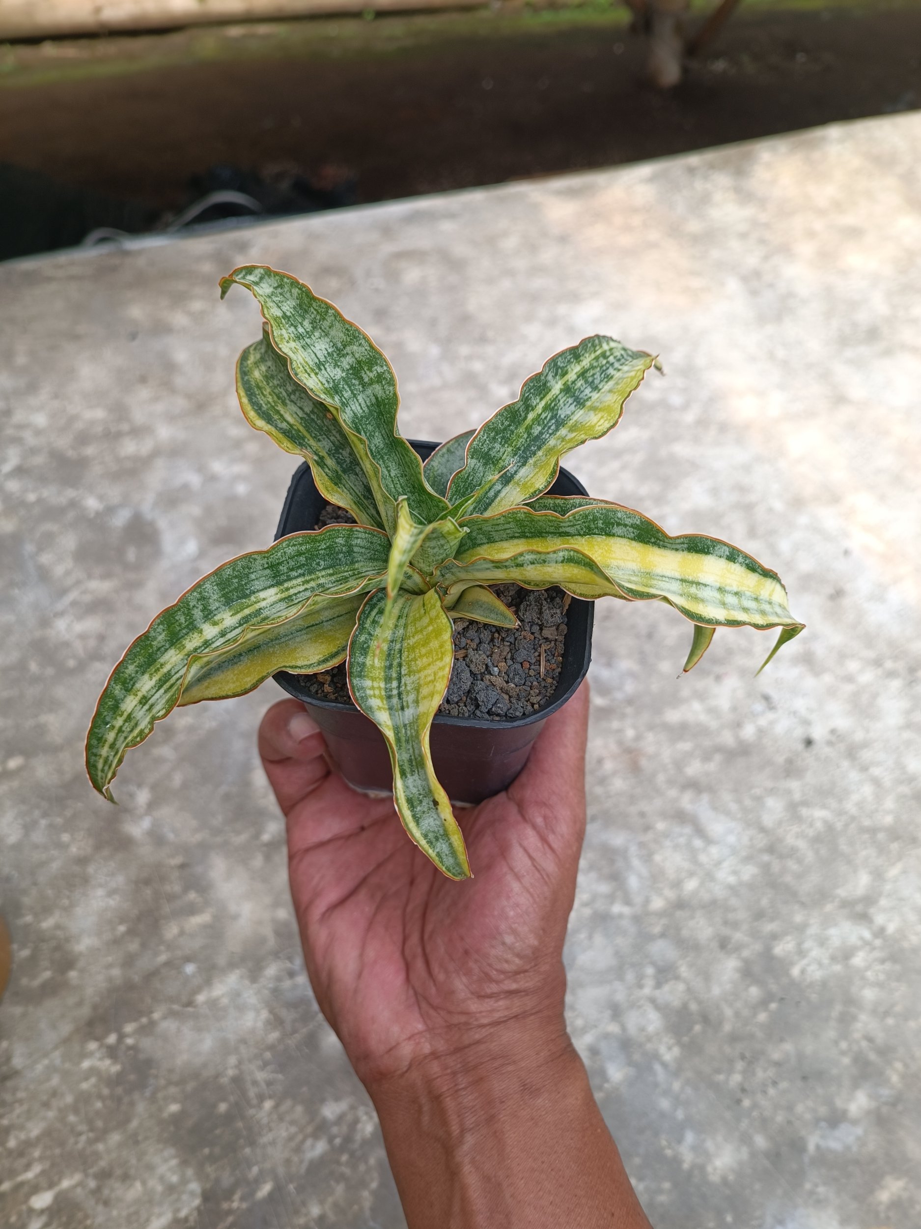 2261. Sansevieria Nalika Variegated size 20 cm - Image 5