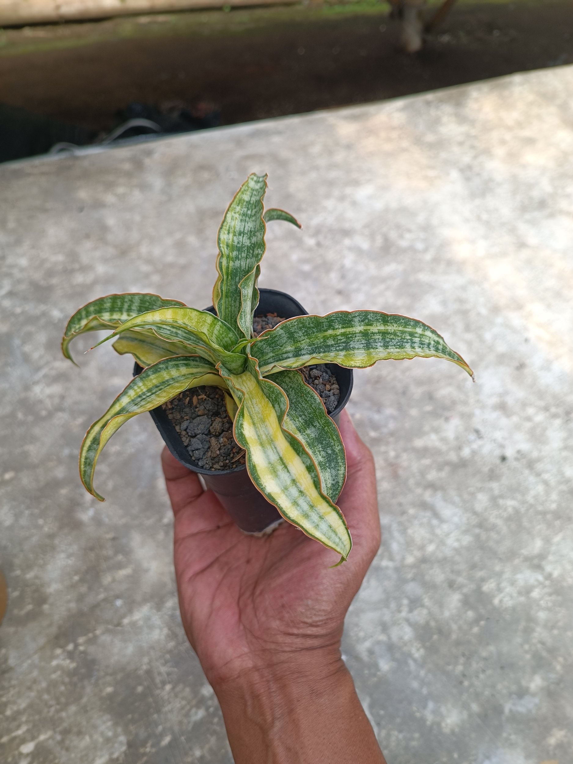 2261. Sansevieria Nalika Variegated size 20 cm - Image 6