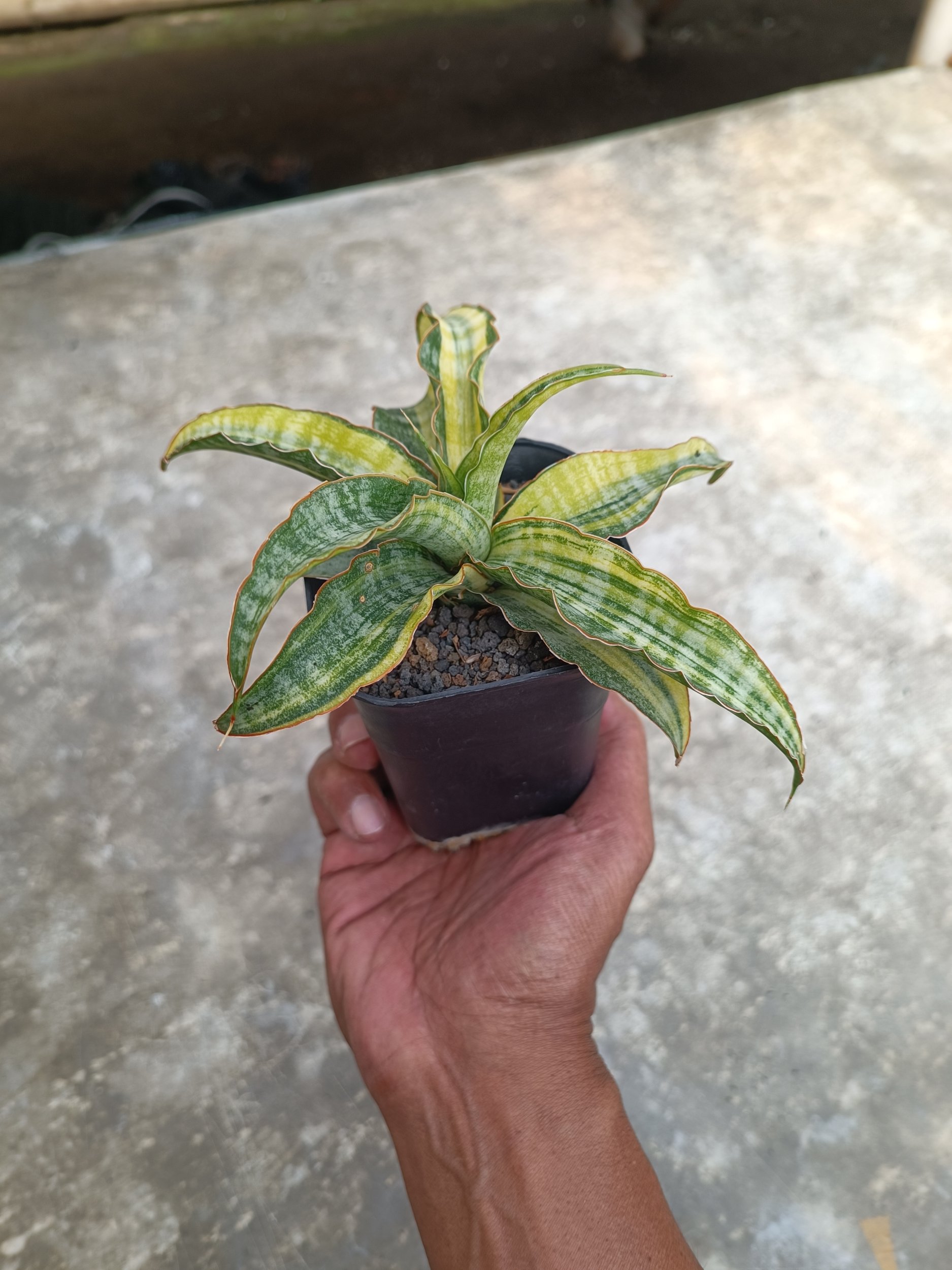 2261. Sansevieria Nalika Variegated size 20 cm - Image 7