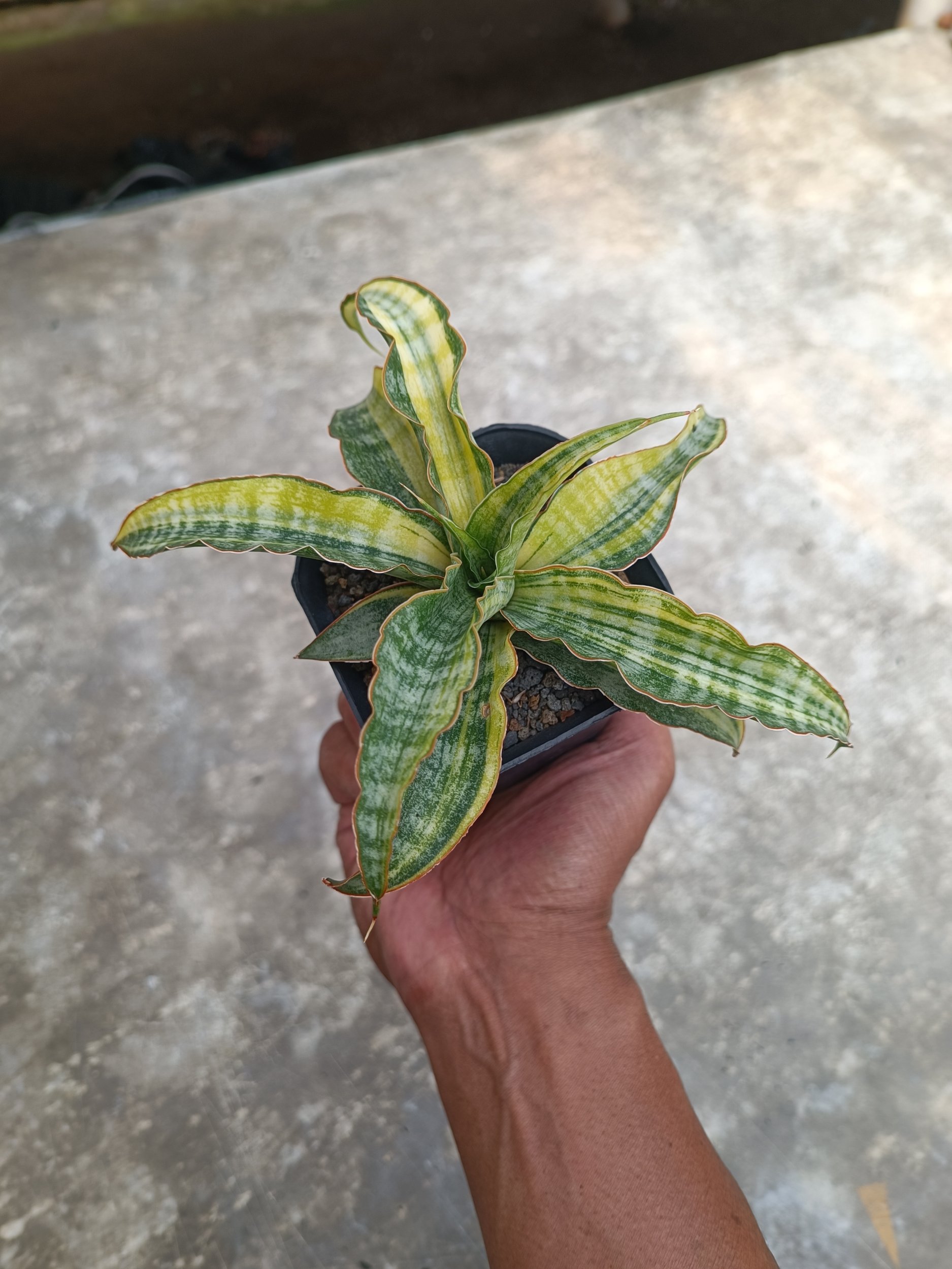 2261. Sansevieria Nalika Variegated size 20 cm - Image 8