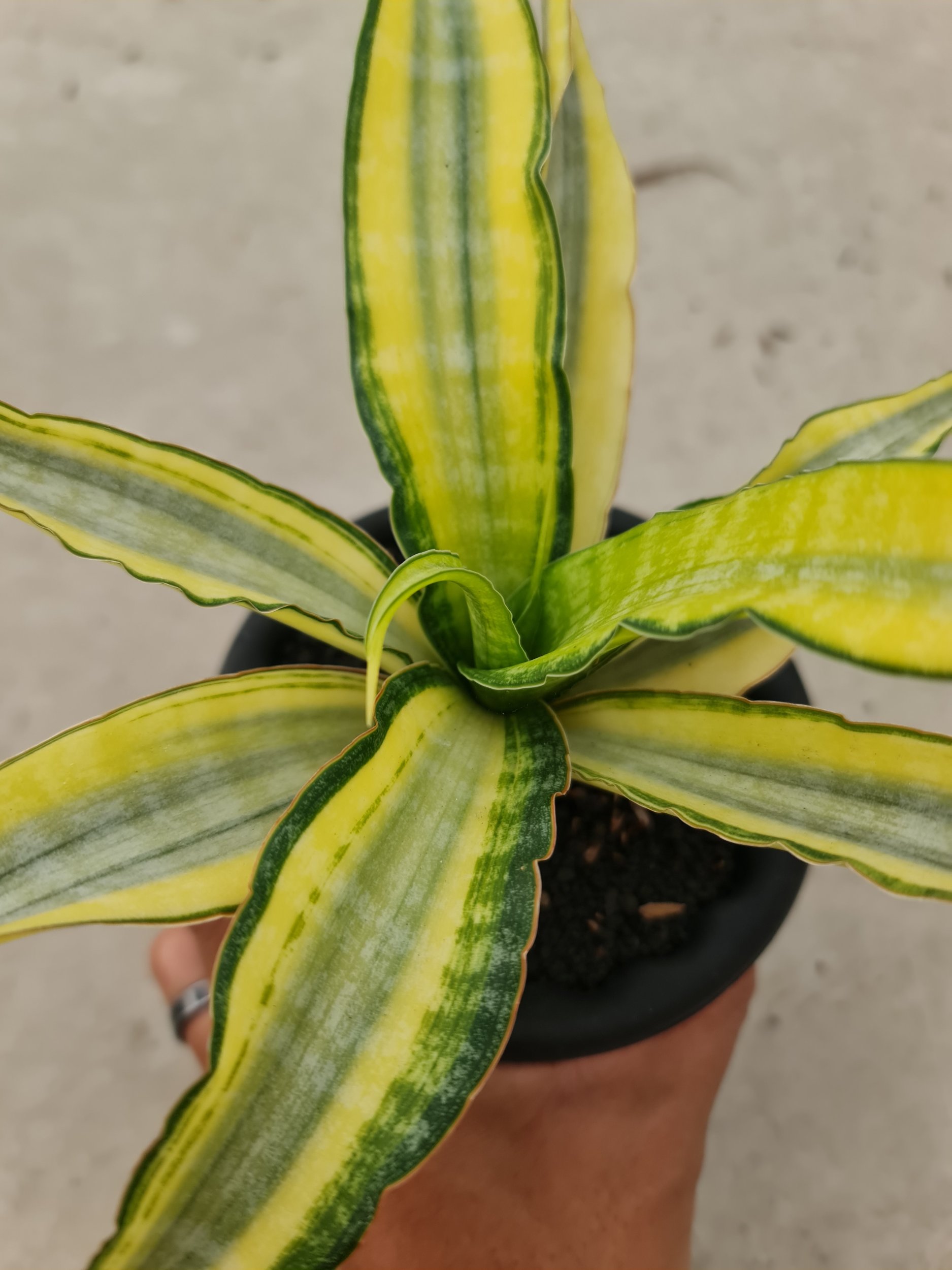 1741. Sansevieria Nalika Variegated - Image 2