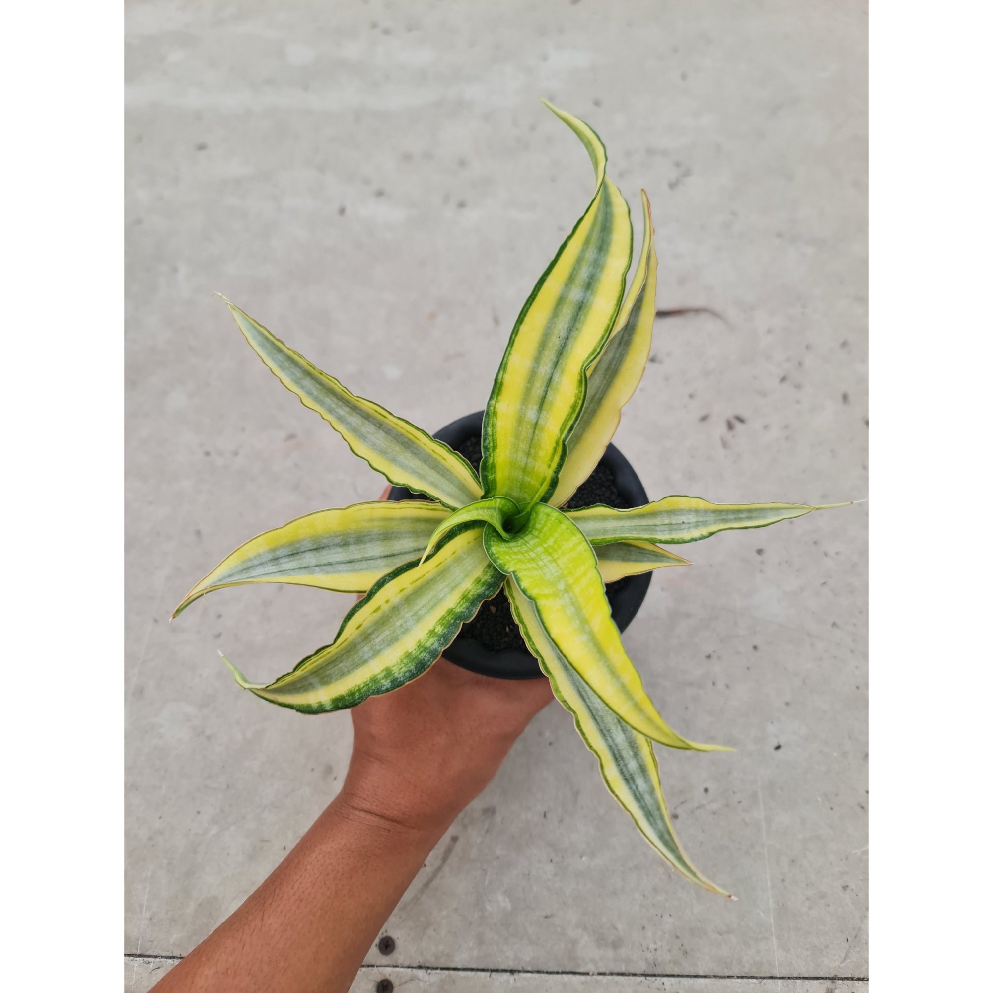 1741. Sansevieria Nalika Variegated