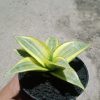 2032. Sansevieria Ngalembono Variegated