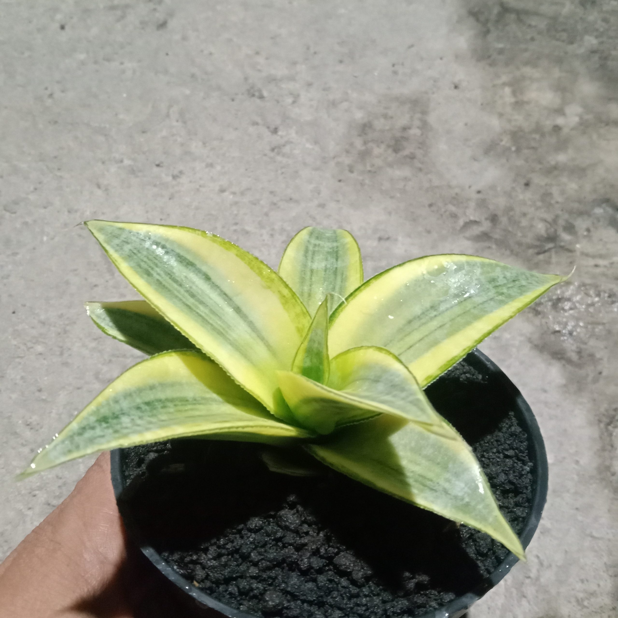 2032. Sansevieria Ngalembono Variegated
