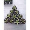 1547. Sansevieria Nogo Geni Size 8 Cm 10 Pcs