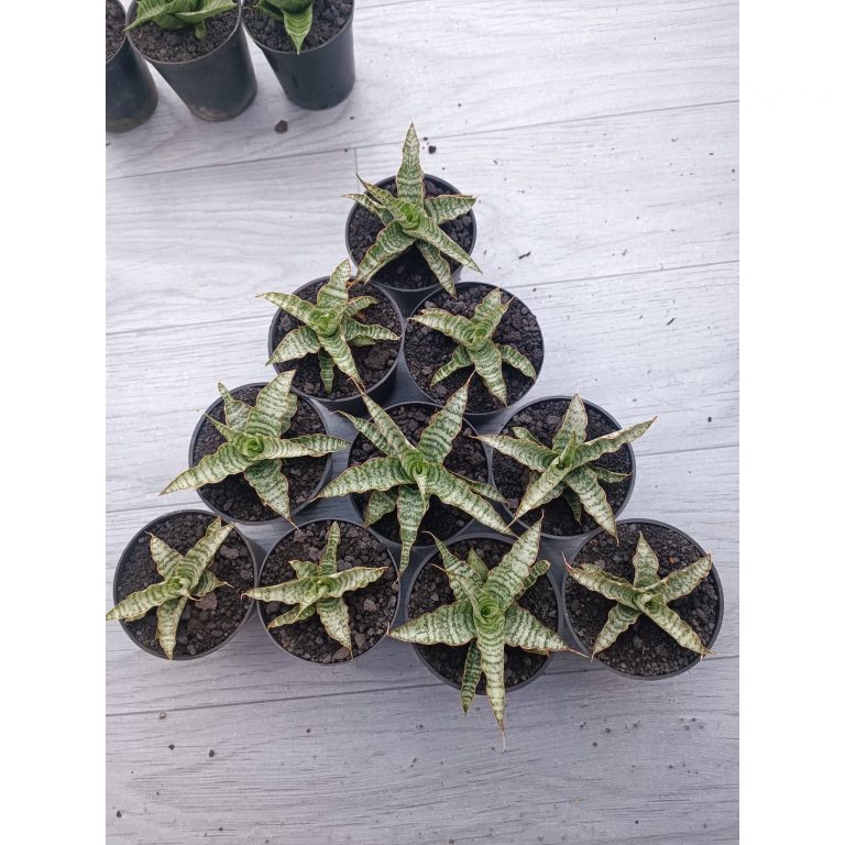 1547. Sansevieria Nogo Geni Size 8 Cm 10 Pcs