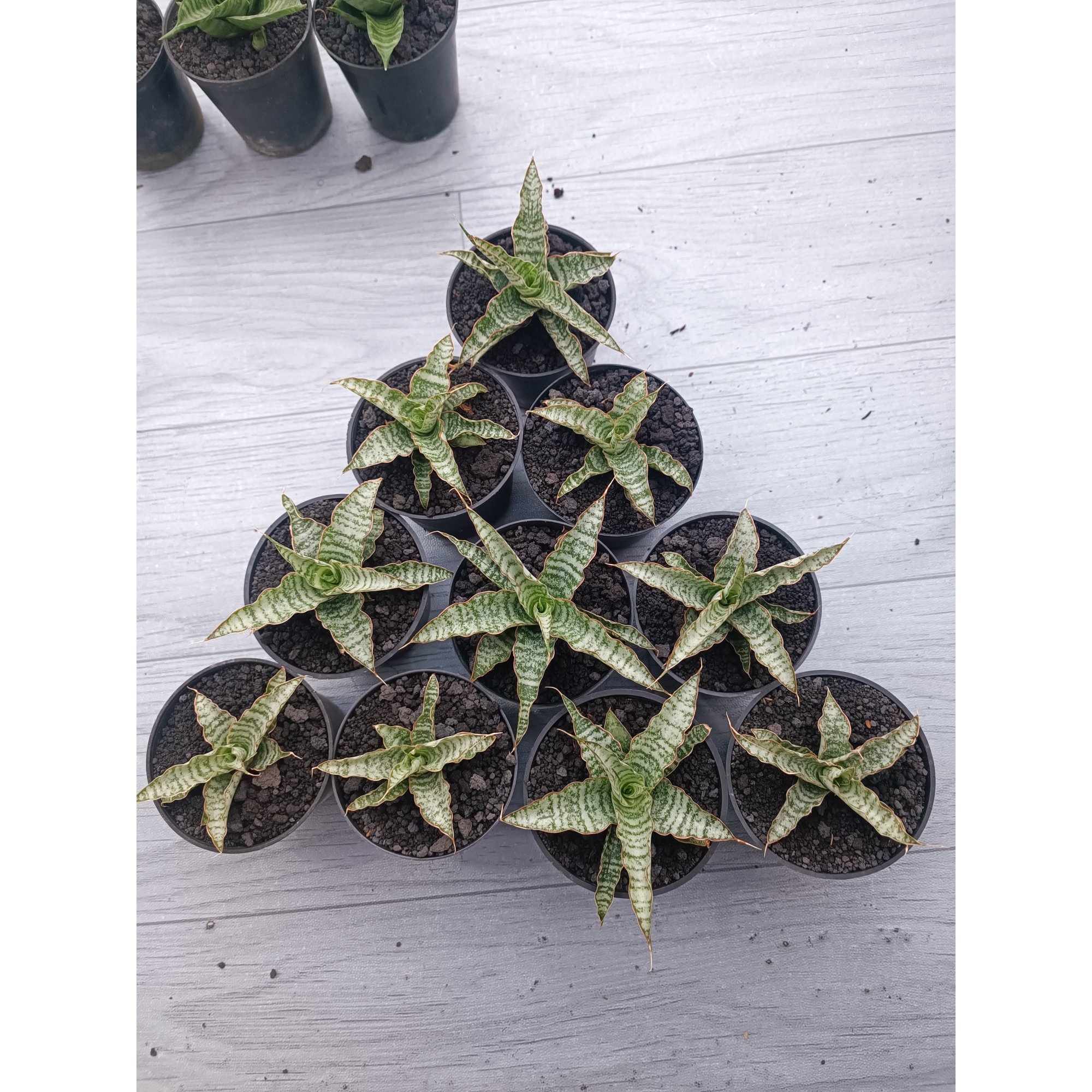 1547. Sansevieria Nogo Geni Size 8 Cm 10 Pcs