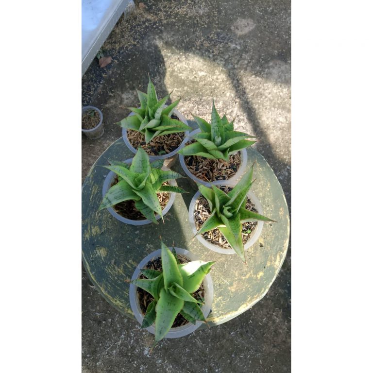 2168. Sansevieria Novi 5pcs