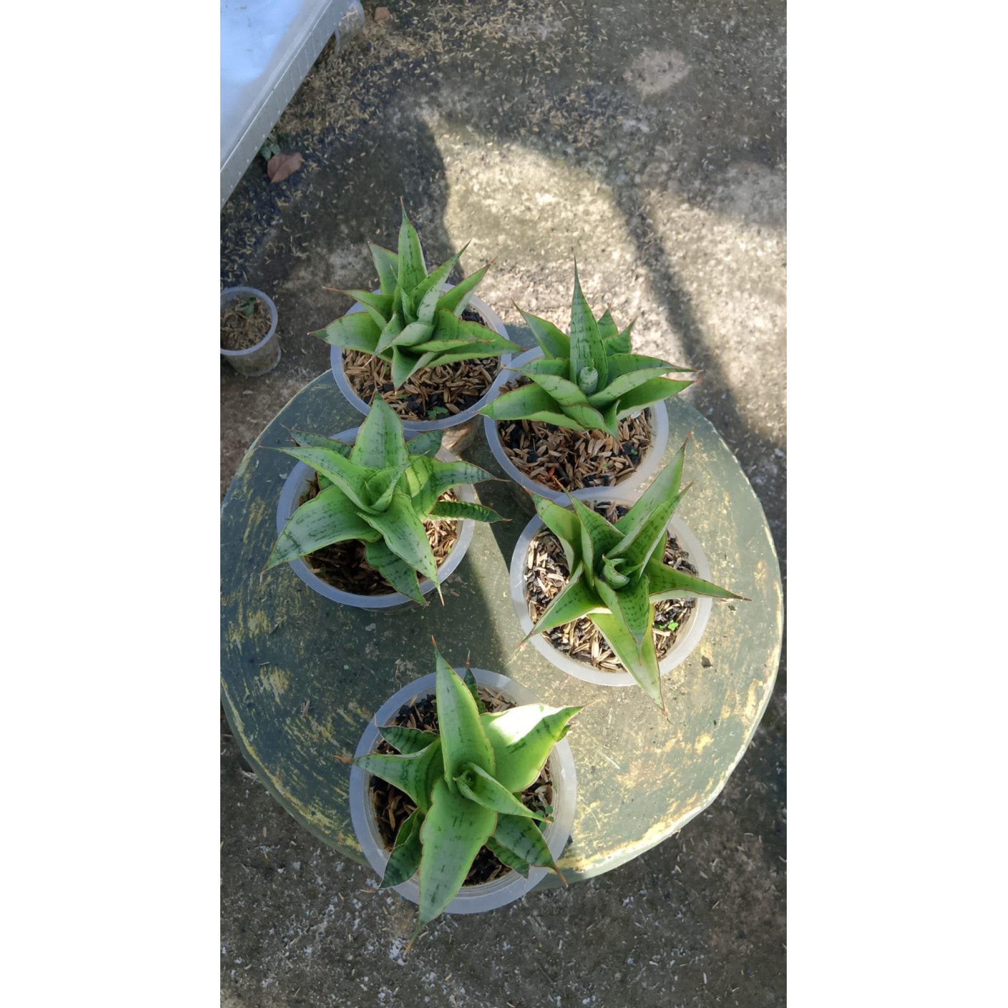 2168. Sansevieria Novi 5pcs
