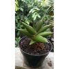 2052. Sansevieria Oma Lien