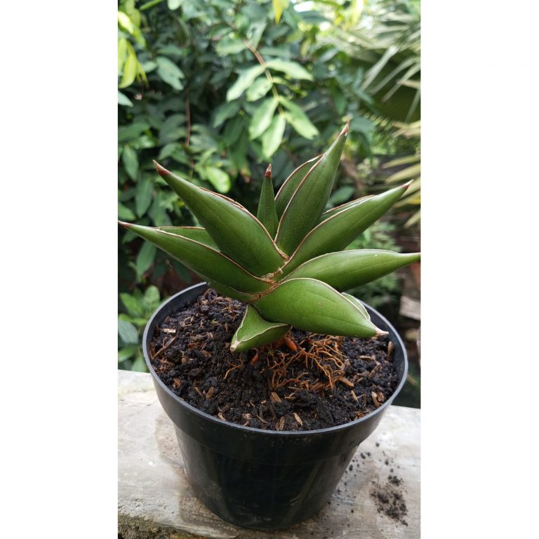 2052. Sansevieria Oma Lien