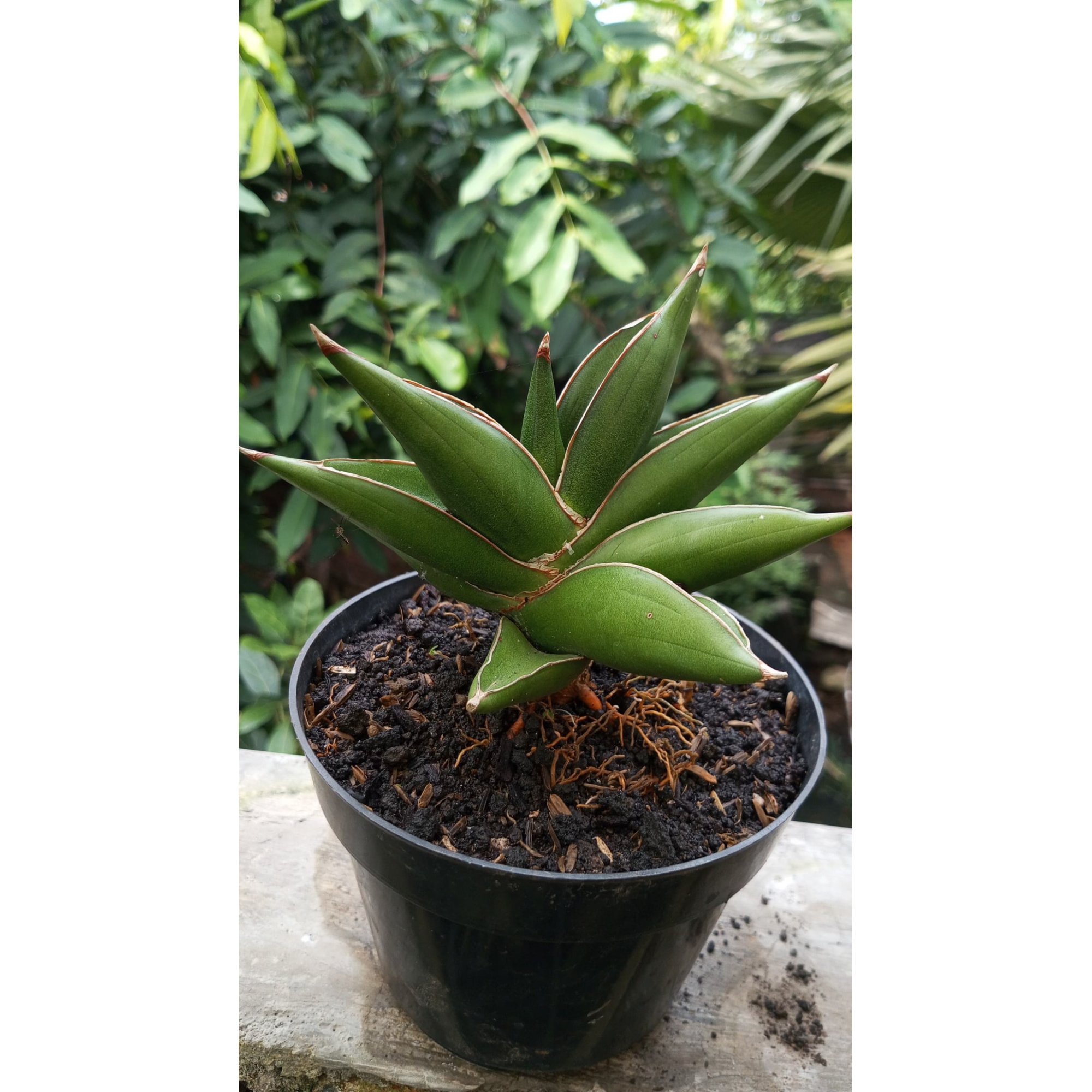 2052. Sansevieria Oma Lien