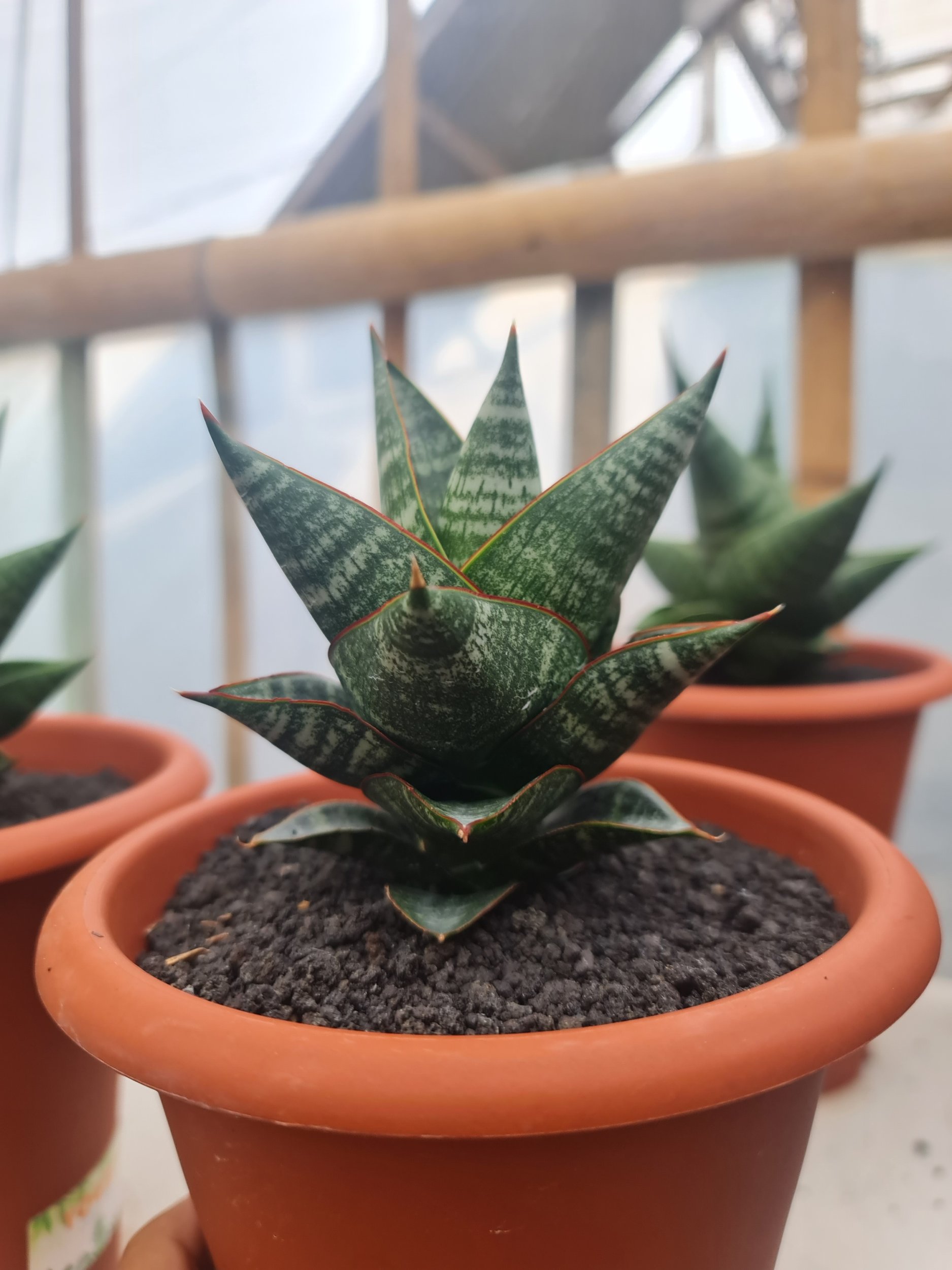 1725. Sansevieria Orbi (from Seeds) 4 Pcs - Image 2