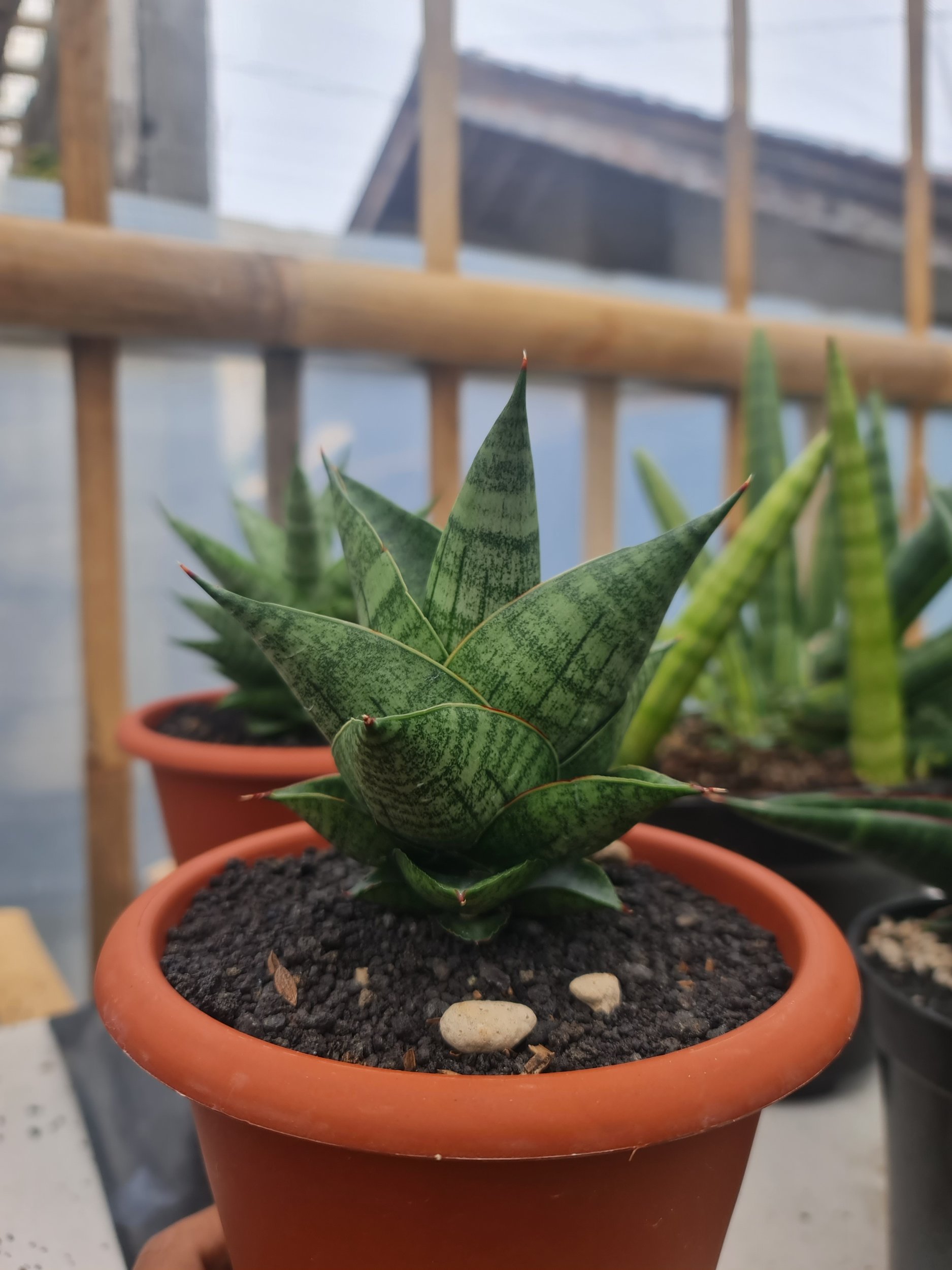 1725. Sansevieria Orbi (from Seeds) 4 Pcs - Image 3