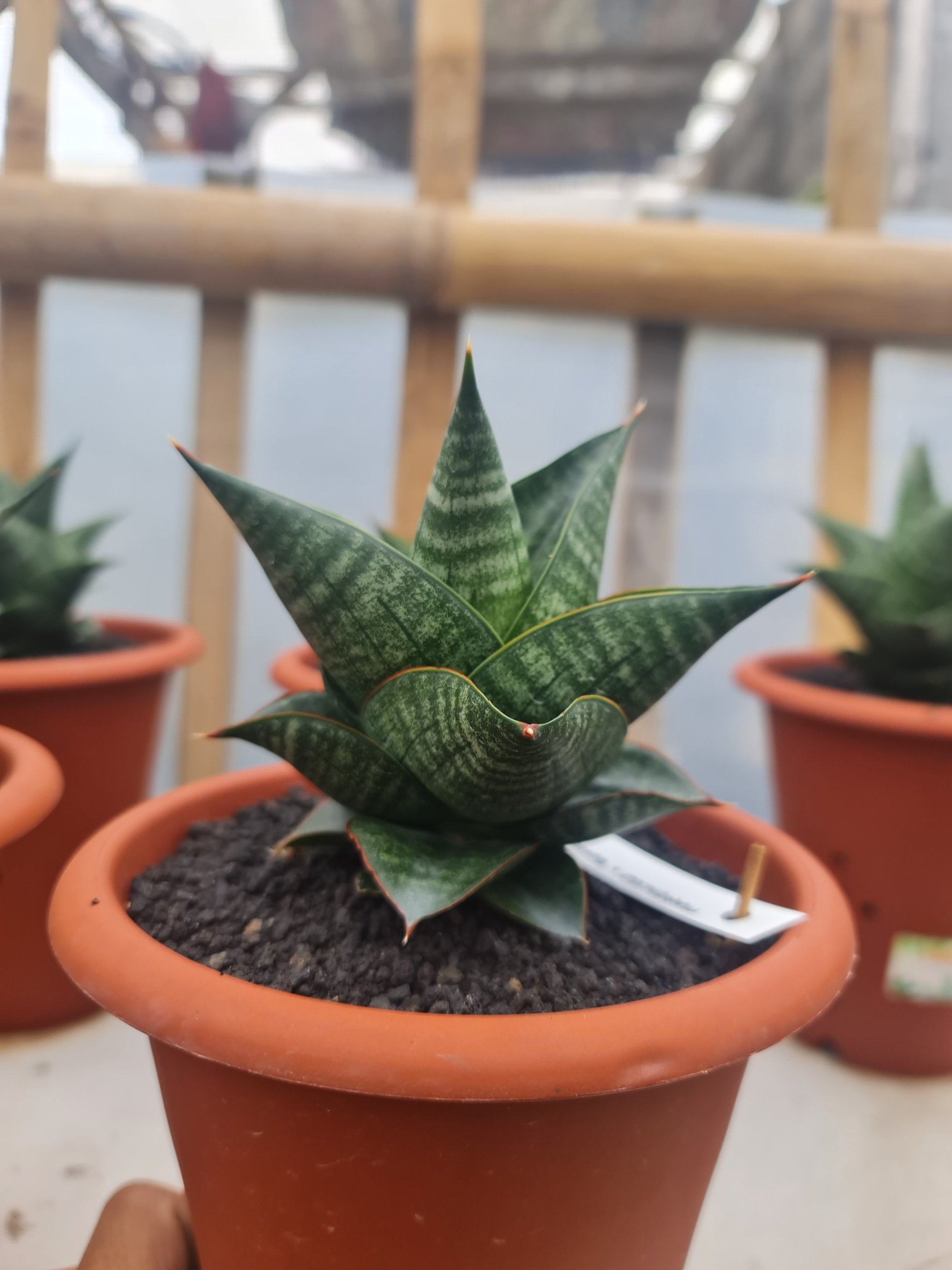 1725. Sansevieria Orbi (from Seeds) 4 Pcs - Image 4