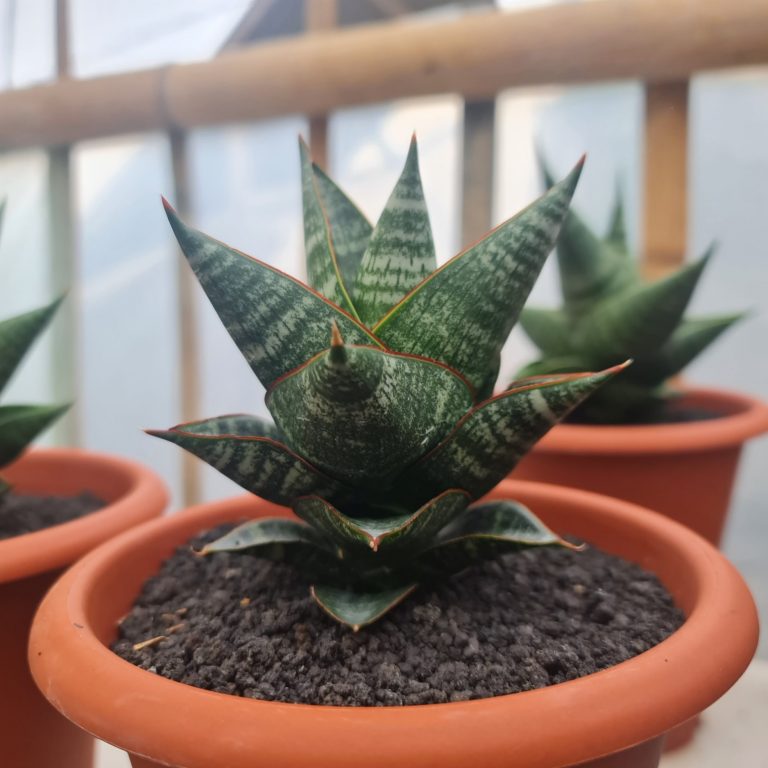 1725. Sansevieria Orbi (from Seeds) 4 Pcs