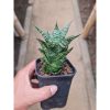 2293. Sansevieria Oscar