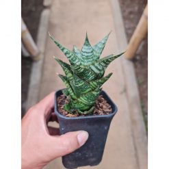 2293. Sansevieria Oscar