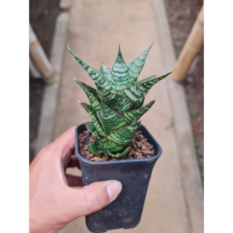 2293. Sansevieria Oscar
