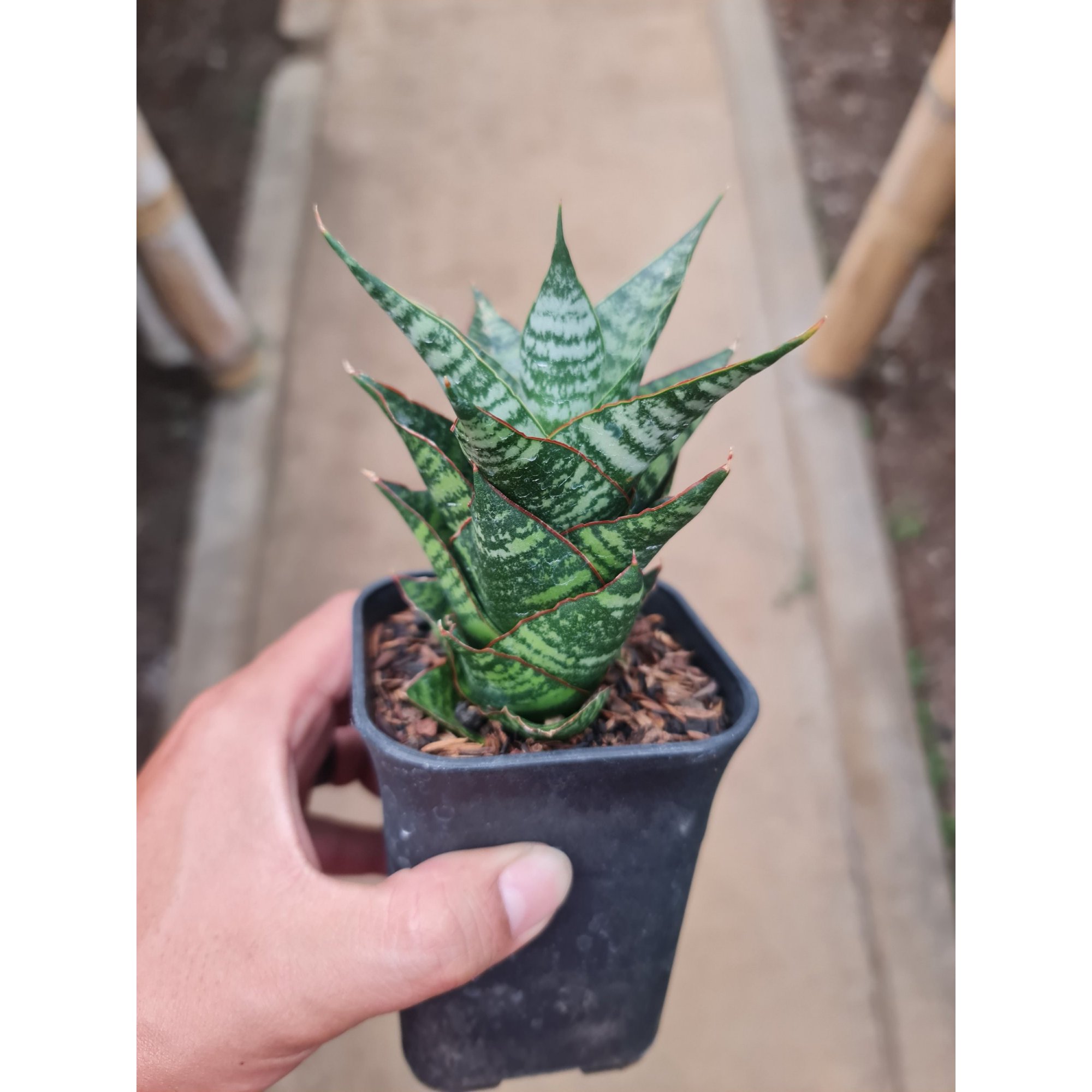 2293. Sansevieria Oscar