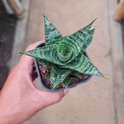 Alternative view of 2293. Sansevieria Oscar
