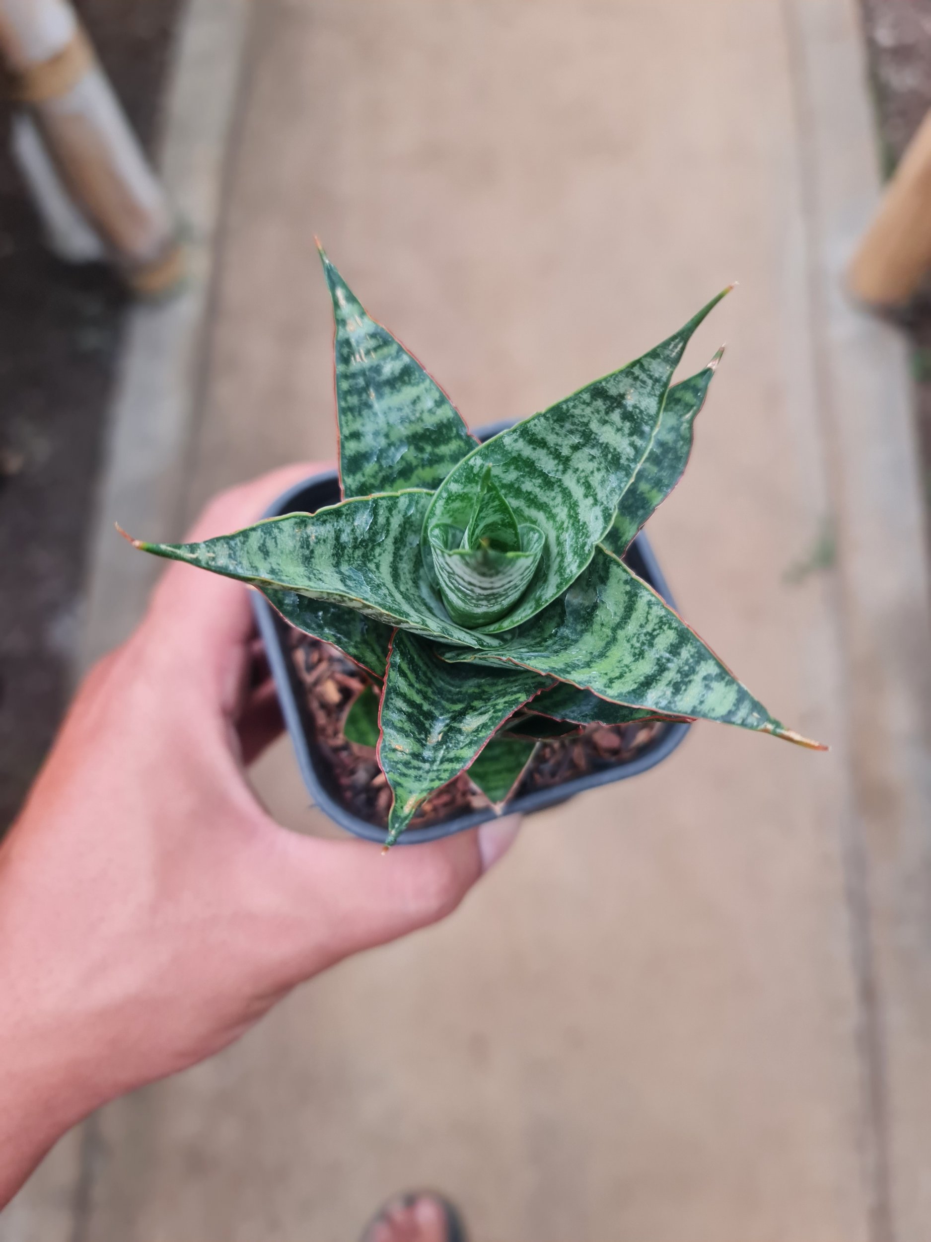 2293. Sansevieria Oscar - Image 2