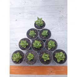 1541. Sansevieria Pagoda Hybrid 10 Pcs