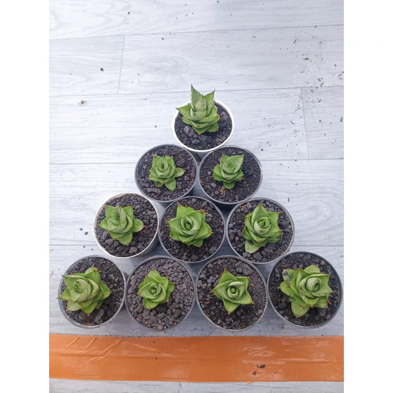 1541. Sansevieria Pagoda Hybrid 10 Pcs