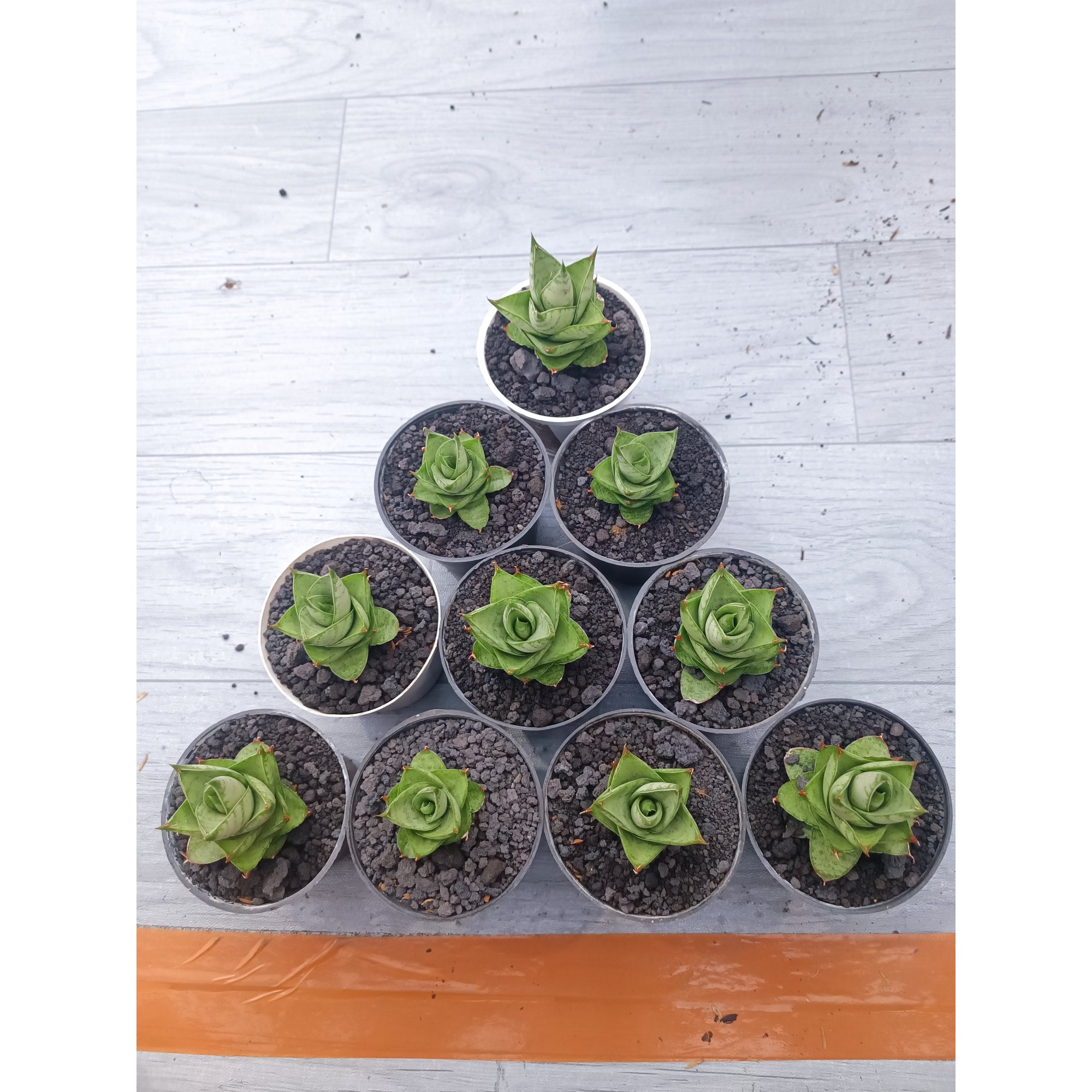 1541. Sansevieria Pagoda Hybrid 10 Pcs