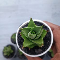 Alternative view of 1541. Sansevieria Pagoda Hybrid 10 Pcs