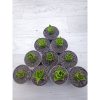 1542. Sansevieria Pagoda Size 5 Cm 10 Pcs