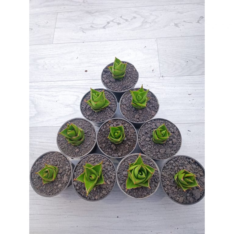 1542. Sansevieria Pagoda Size 5 Cm 10 Pcs