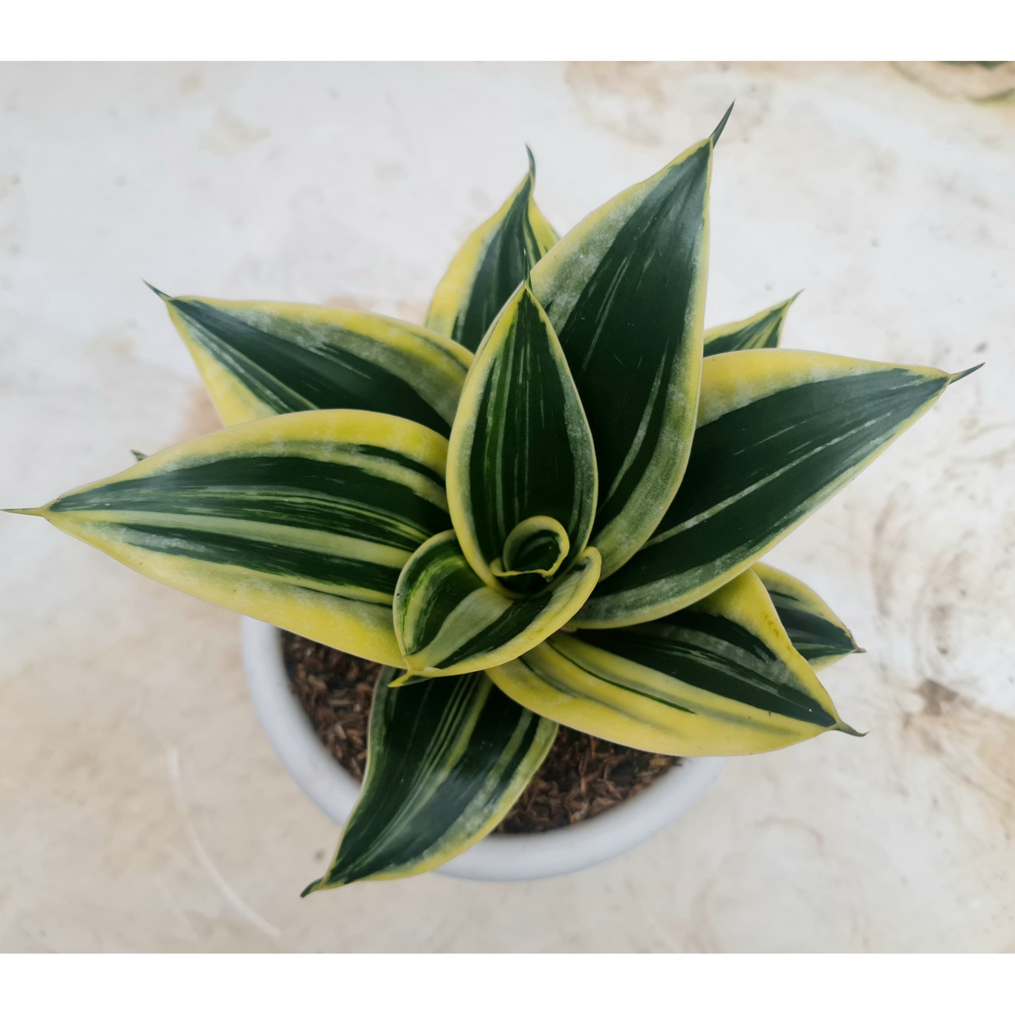 1537. Sansevieria Pagoda Striata Variegated